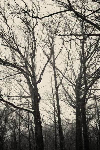 Tangled : Winter's Embrace : Magdalena Altnau Photography