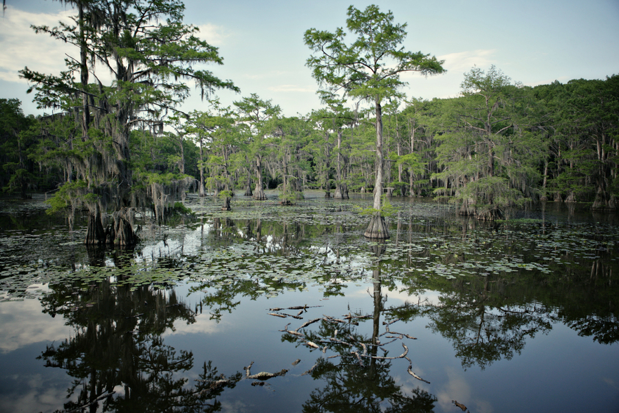 Caddo Lake I : Caddo Lake : Magdalena Altnau Photography