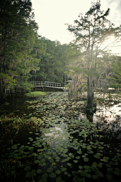 Caddo Lake II : Caddo Lake : Magdalena Altnau Photography