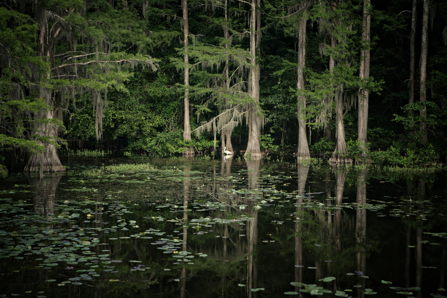 Caddo Lake III : Caddo Lake : Magdalena Altnau Photography