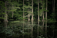 Caddo Lake