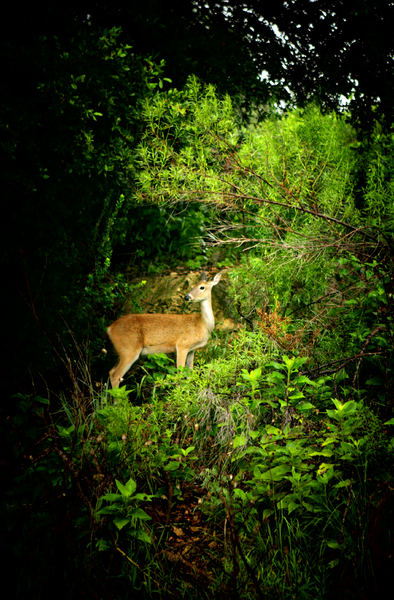 Deer In Brush : Fauna : Magdalena Altnau Photography