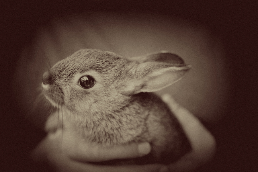 Nestled : Fauna : Magdalena Altnau Photography