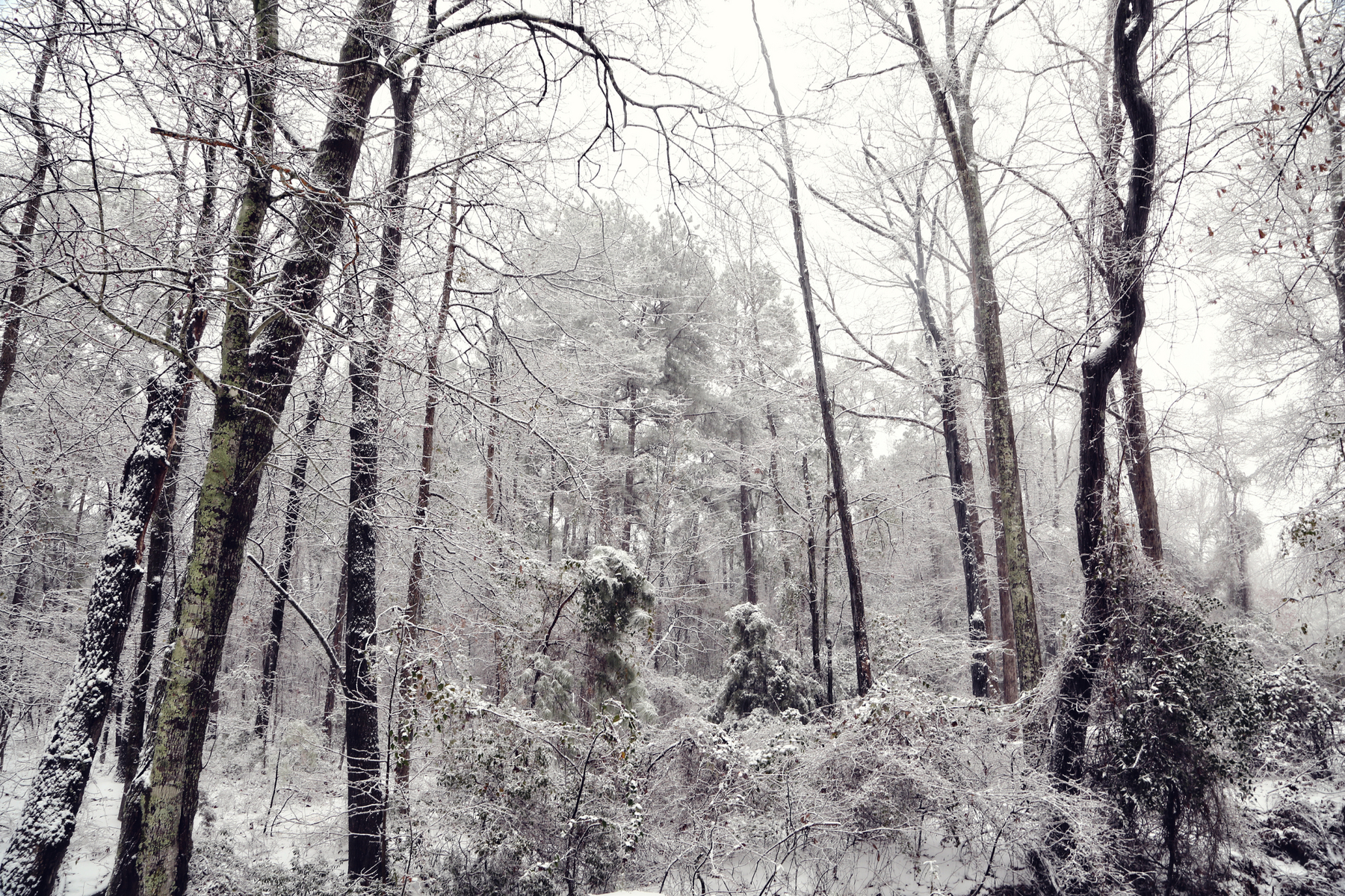 Fairy Tale Snow II : NEW : Magdalena Altnau Photography