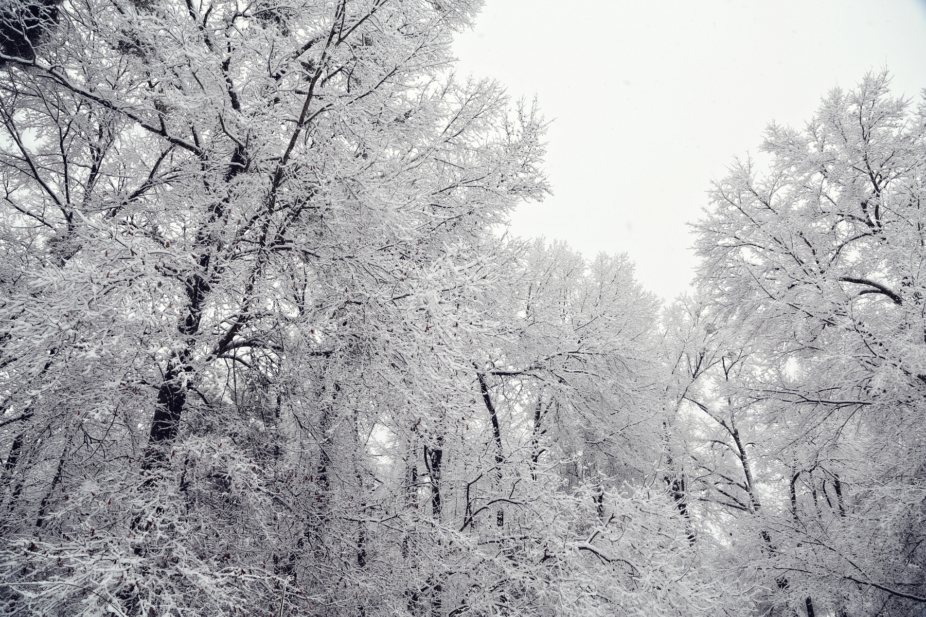 Fairy Tale Snow III : NEW : Magdalena Altnau Photography