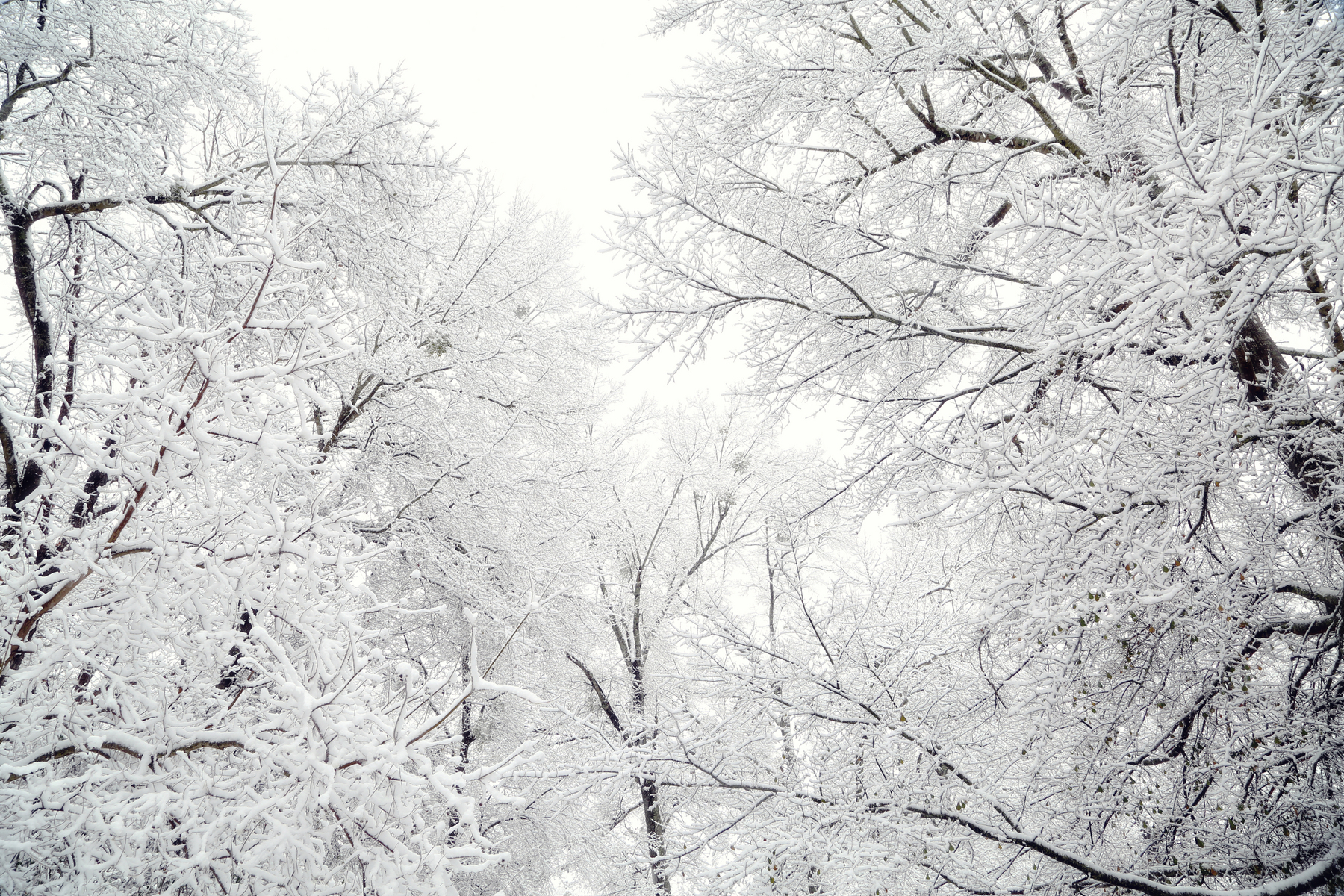Fairy Tale Snow VI : NEW : Magdalena Altnau Photography