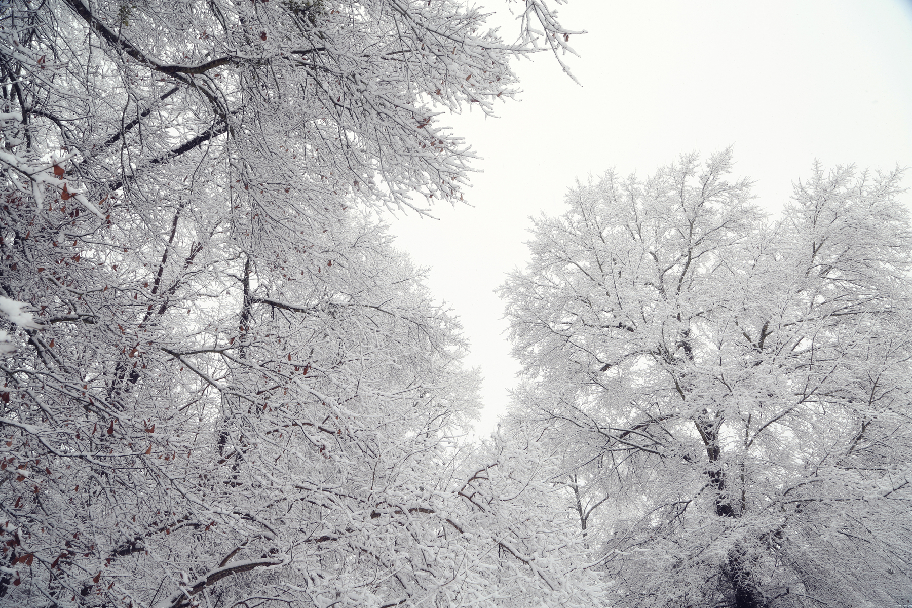 Fairy Tale Snow VII : NEW : Magdalena Altnau Photography