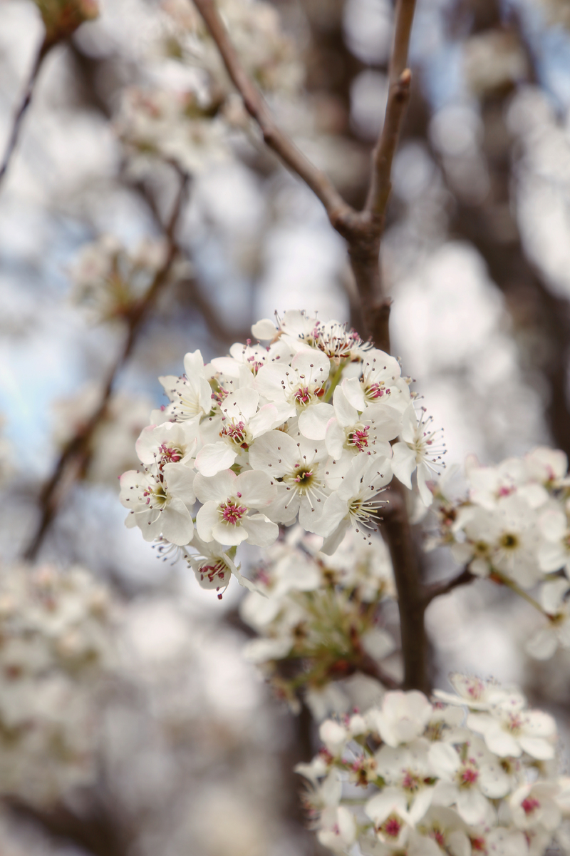 Spring Pear Tree : Flora : Magdalena Altnau Photography