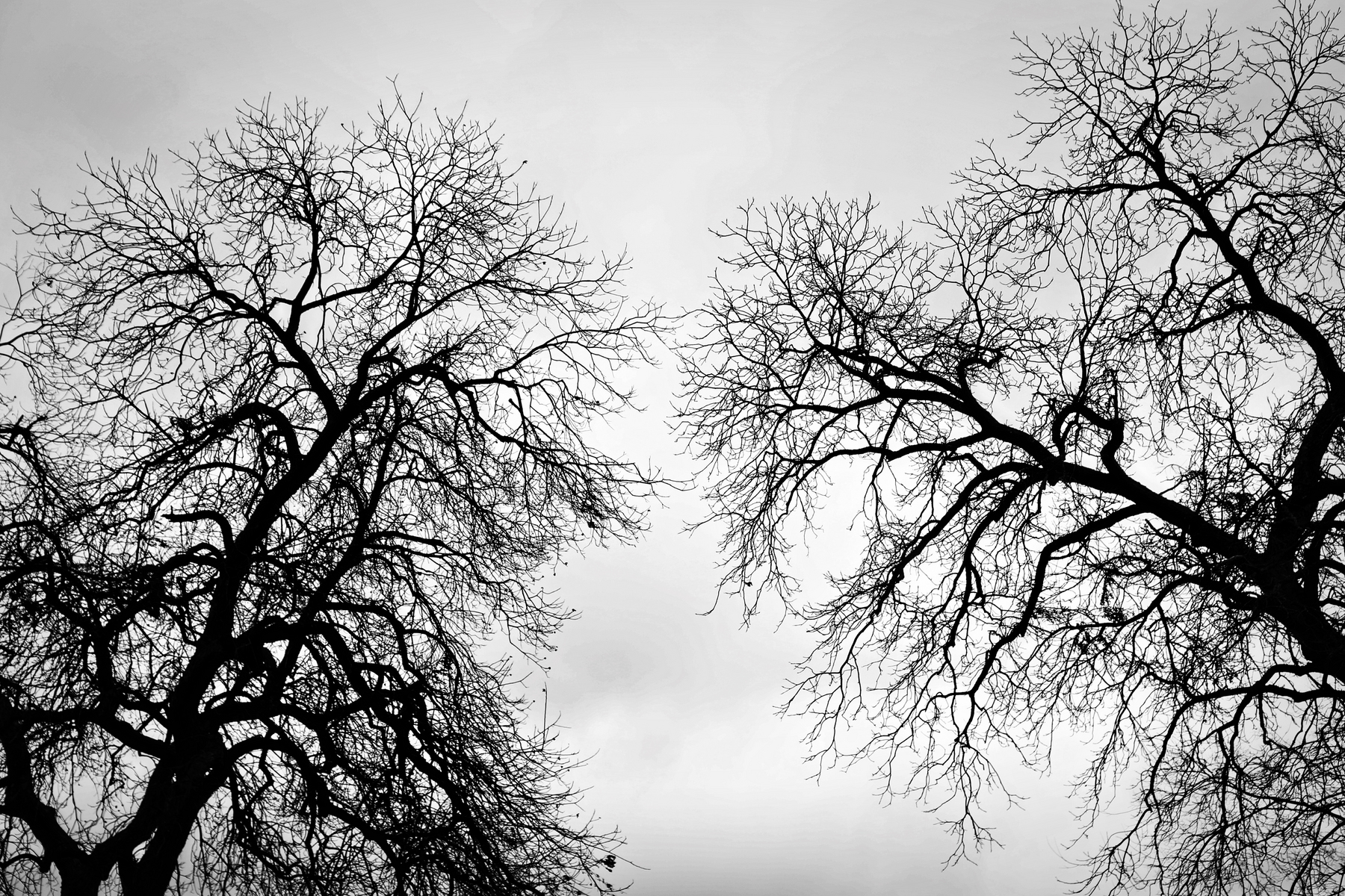 Arboreal Breath I : Black and White : Magdalena Altnau Photography