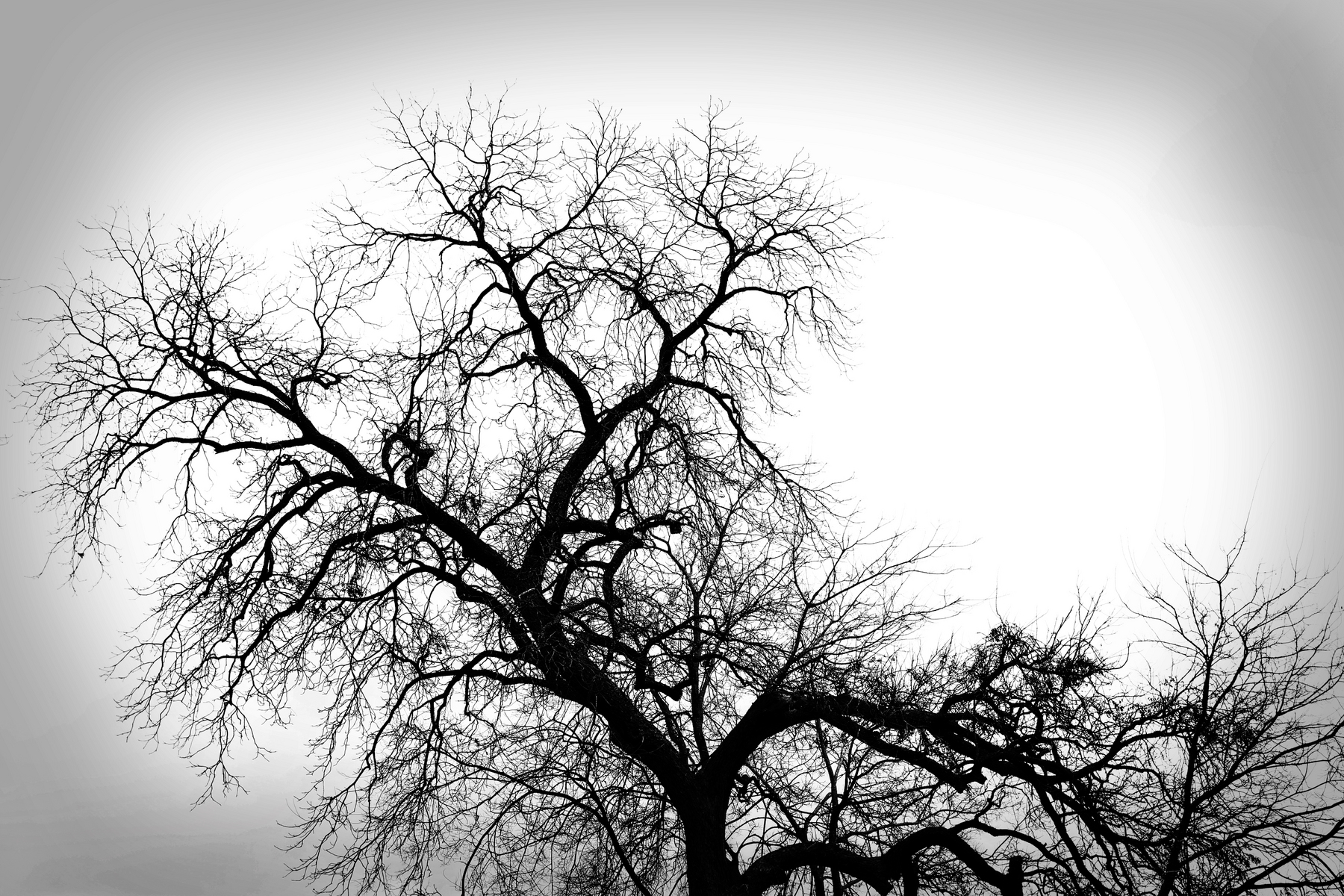 Arboreal Breath II : Black and White : Magdalena Altnau Photography