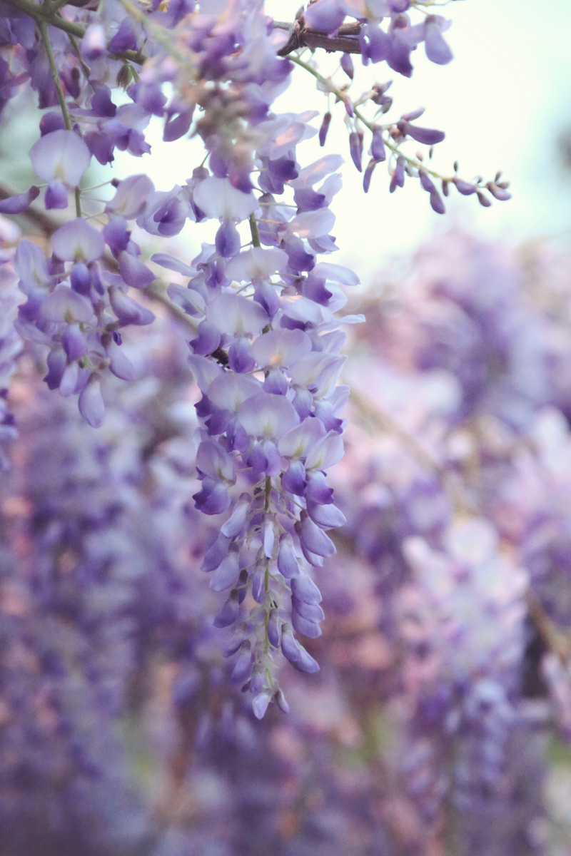 Wisteria I : NEW : Magdalena Altnau Photography