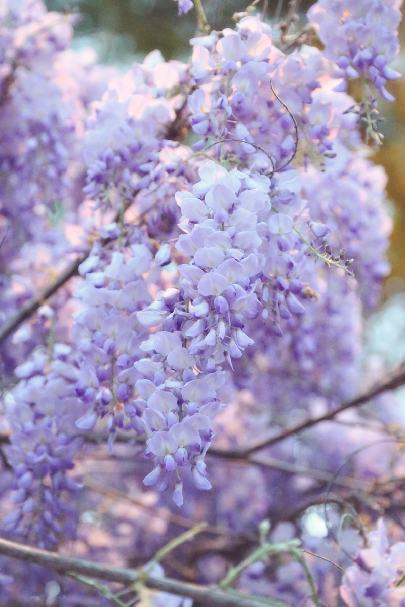 Wisteria II : NEW : Magdalena Altnau Photography