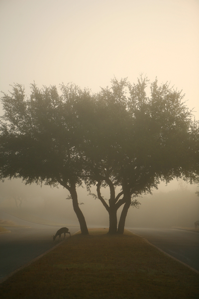 Exhale III : Through Mist and Fog : Magdalena Altnau Photography