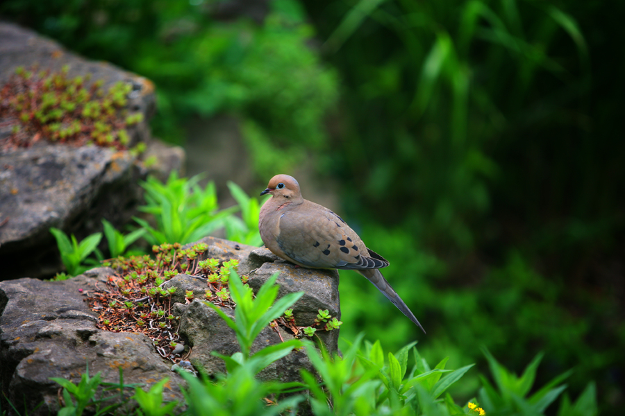Poise : Fauna : Magdalena Altnau Photography