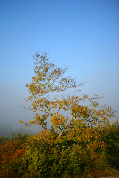 Reaching : Through Mist and Fog : Magdalena Altnau Photography