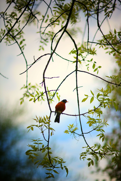 On a Limb : Fauna : Magdalena Altnau Photography