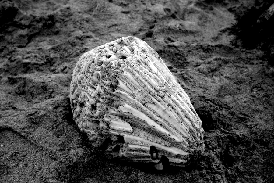 St. Lucian Coral : St. Lucia : Magdalena Altnau Photography