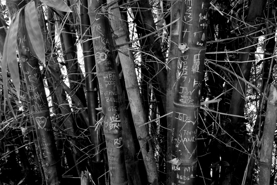 Love Letters in Bamboo : St. Lucia : Magdalena Altnau Photography