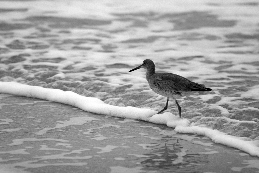 Galveston Bird I : Black and White : Magdalena Altnau Photography