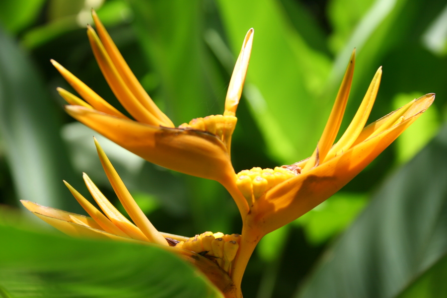 Tropica II : St. Lucia : Magdalena Altnau Photography