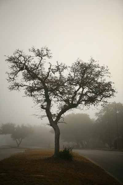In Silence II : Through Mist and Fog : Magdalena Altnau Photography