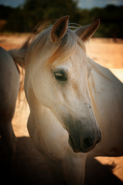 Carnelian : Fauna : Magdalena Altnau Photography