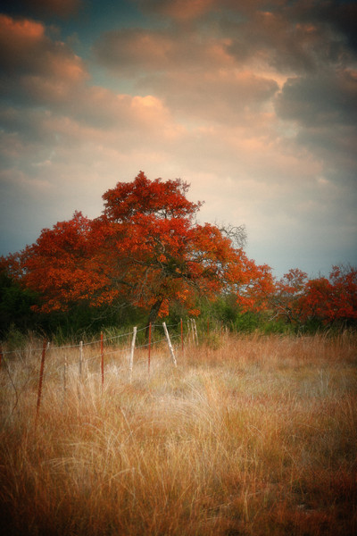 Fall Splendor  : Fall Splendor : Magdalena Altnau Photography