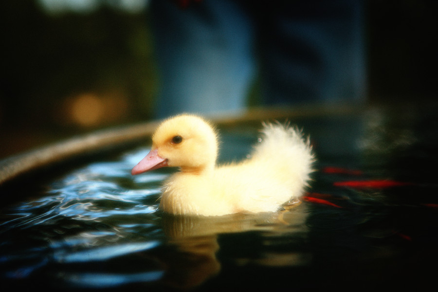 Donald : Fauna : Magdalena Altnau Photography