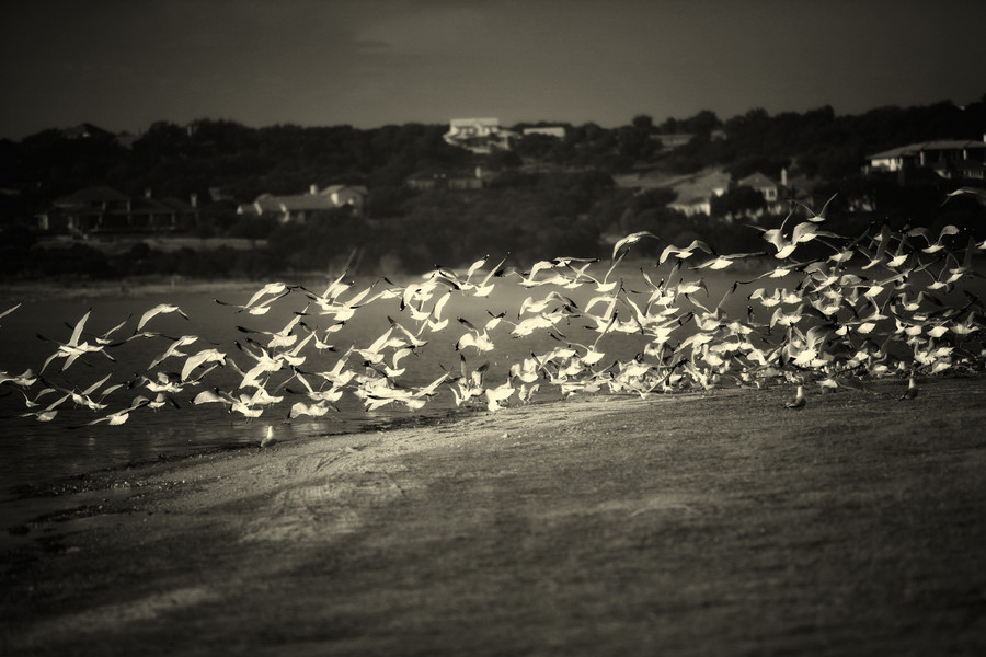 Flock : Fauna : Magdalena Altnau Photography