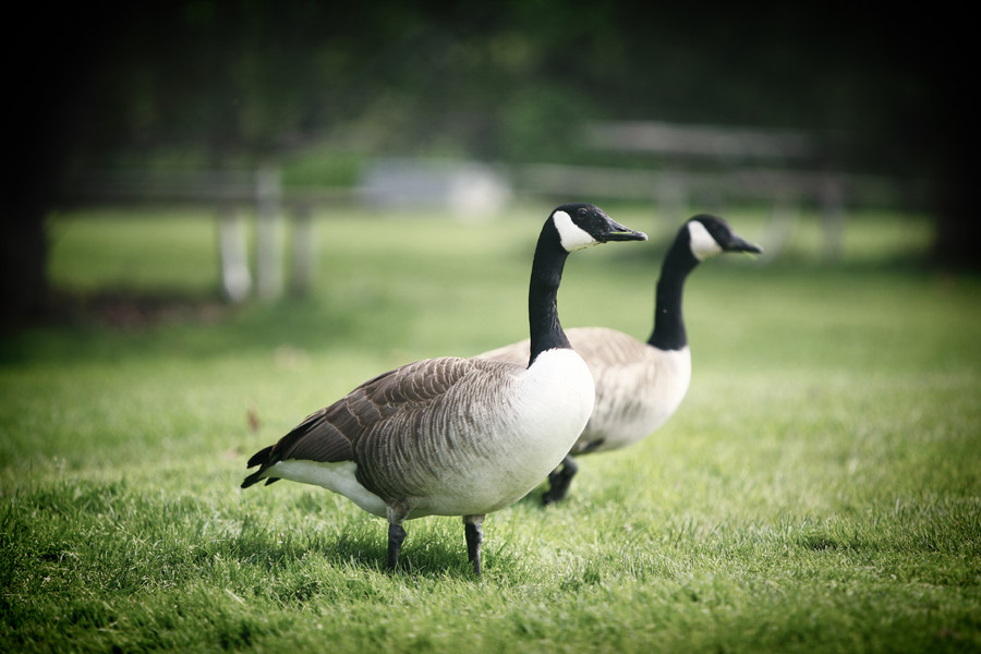 Canada Geese : Fauna : Magdalena Altnau Photography