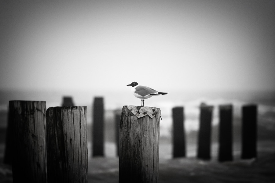 Galveston Bird II : Fauna : Magdalena Altnau Photography