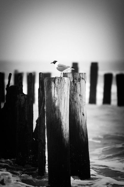Galveston Bird III : Fauna : Magdalena Altnau Photography
