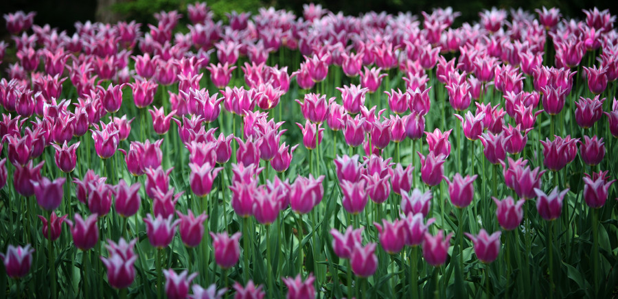 Tulips II : Flora : Magdalena Altnau Photography