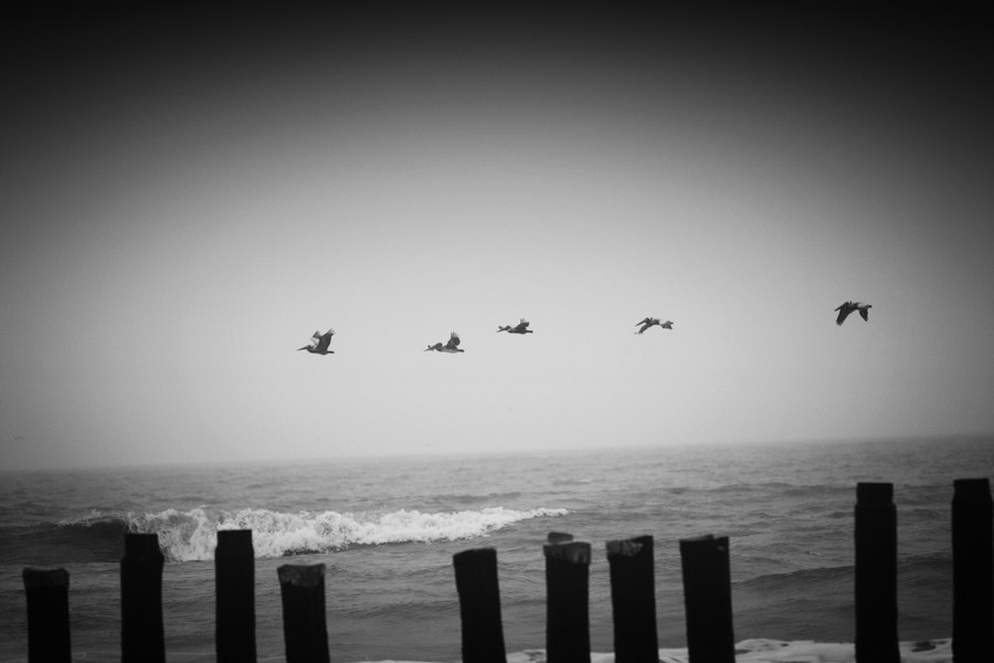Flight : Fauna : Magdalena Altnau Photography