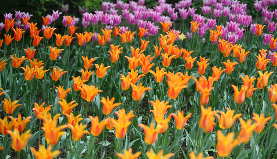 Tulips III : Flora : Magdalena Altnau Photography