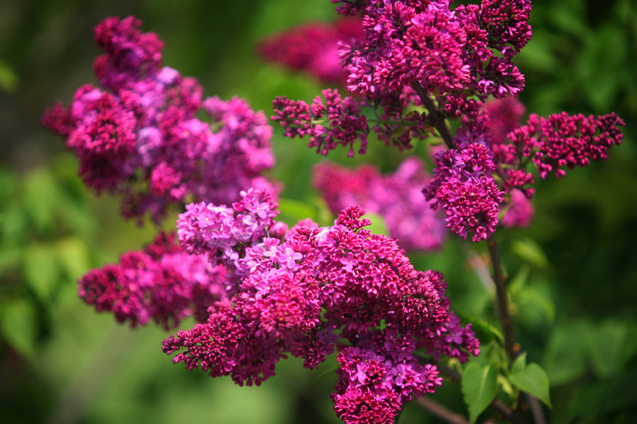 Lilac : Flora : Magdalena Altnau Photography