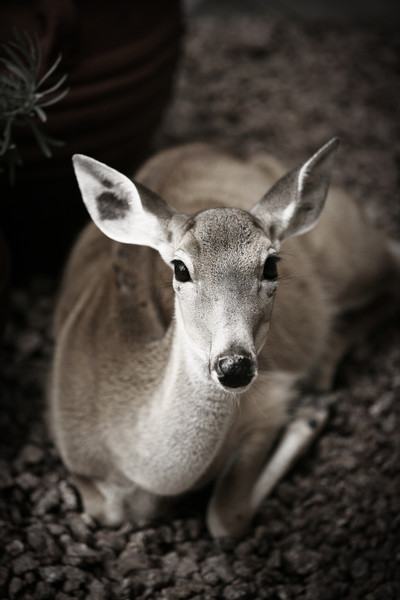 Intimacy : Fauna : Magdalena Altnau Photography