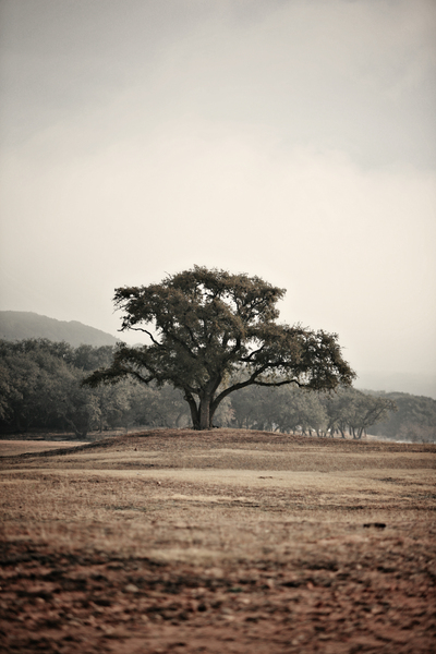 Grounded : Through Mist and Fog : Magdalena Altnau Photography