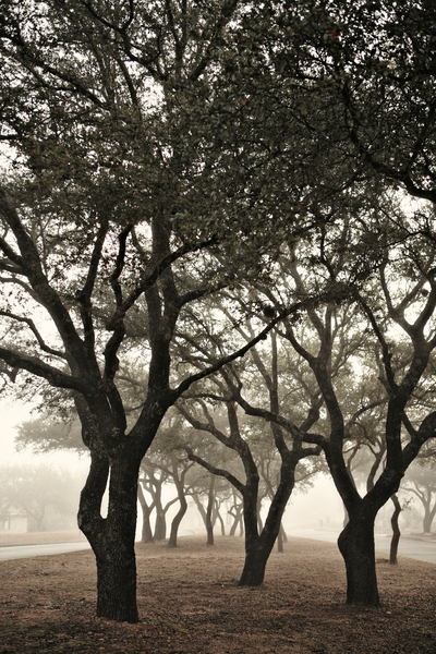 Median : Through Mist and Fog : Magdalena Altnau Photography
