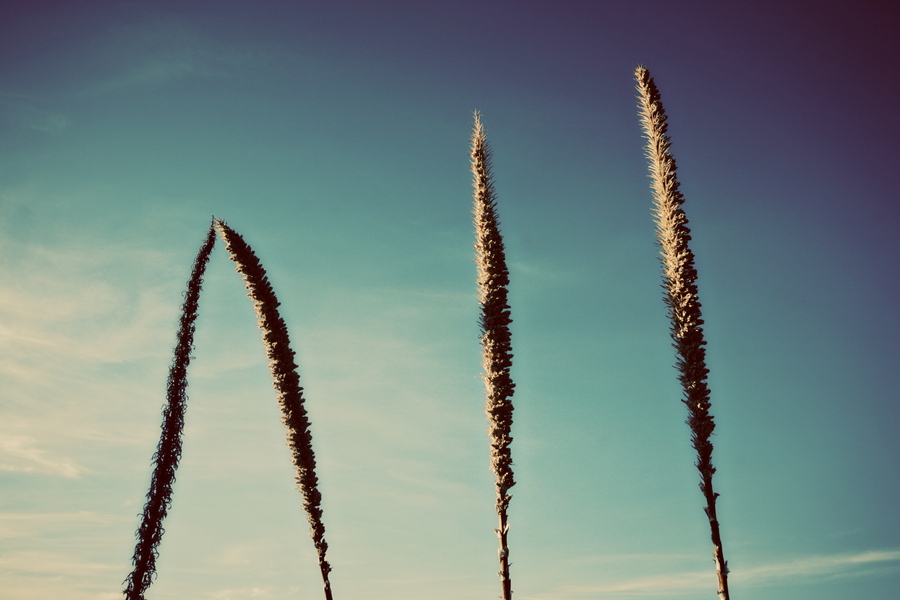  : West Texas : Magdalena Altnau Photography