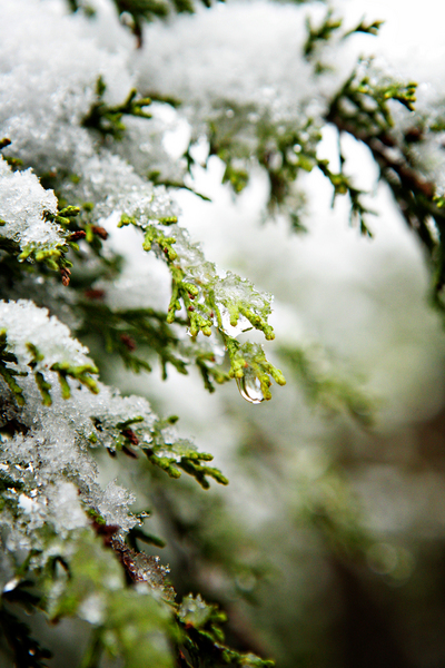 Droplet : Winter's Embrace : Magdalena Altnau Photography